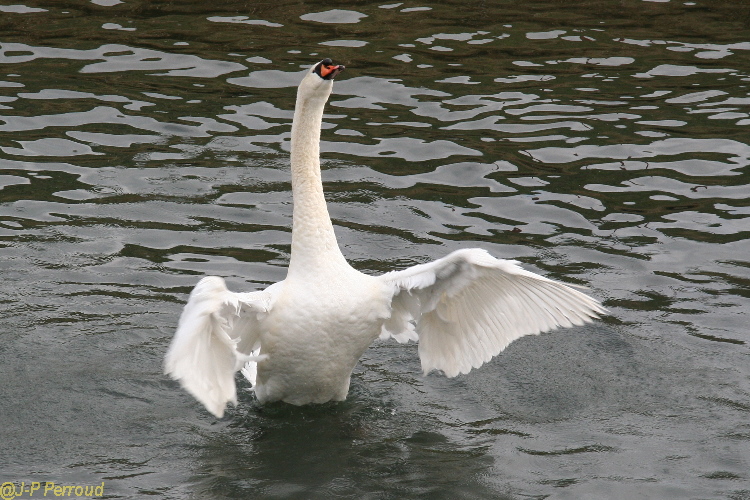 Choix de sacs-cigne000.jpg