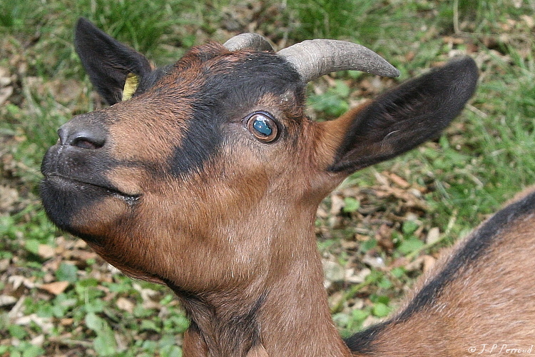 chevre001