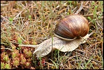 escargots 003