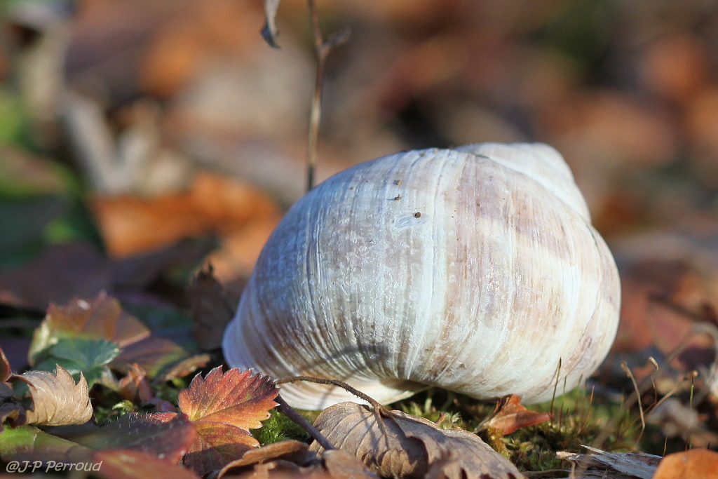escargots 005