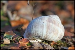 escargots 005