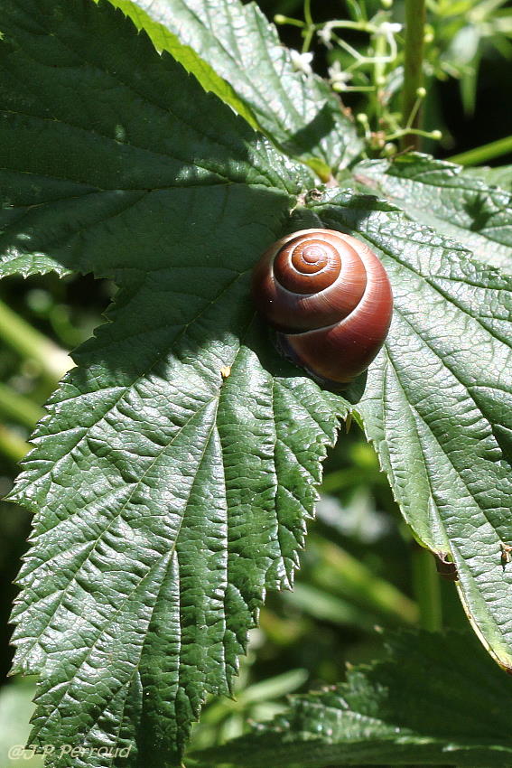 escargots 007