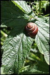 escargots 007