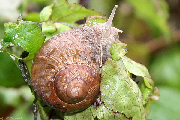 escargots 002