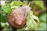 escargots 002