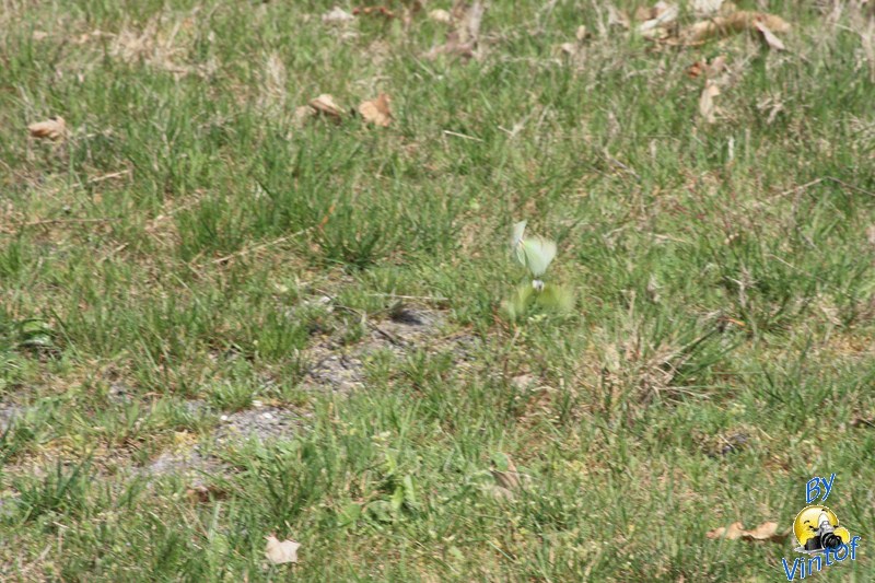 Pixel mort-img_9369-copier-.jpg