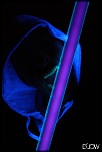 Ultra violet