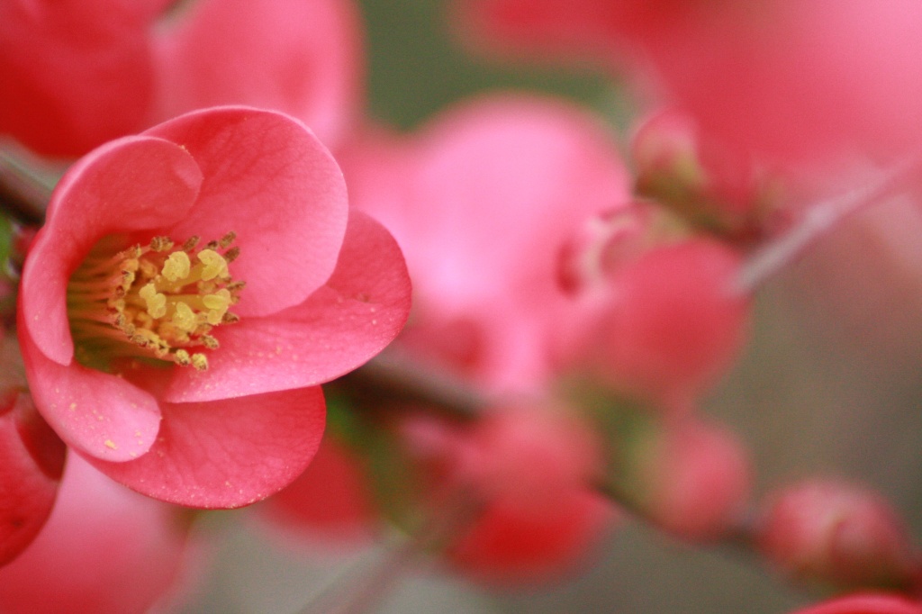 Macro
