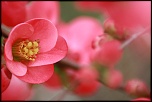 Macro