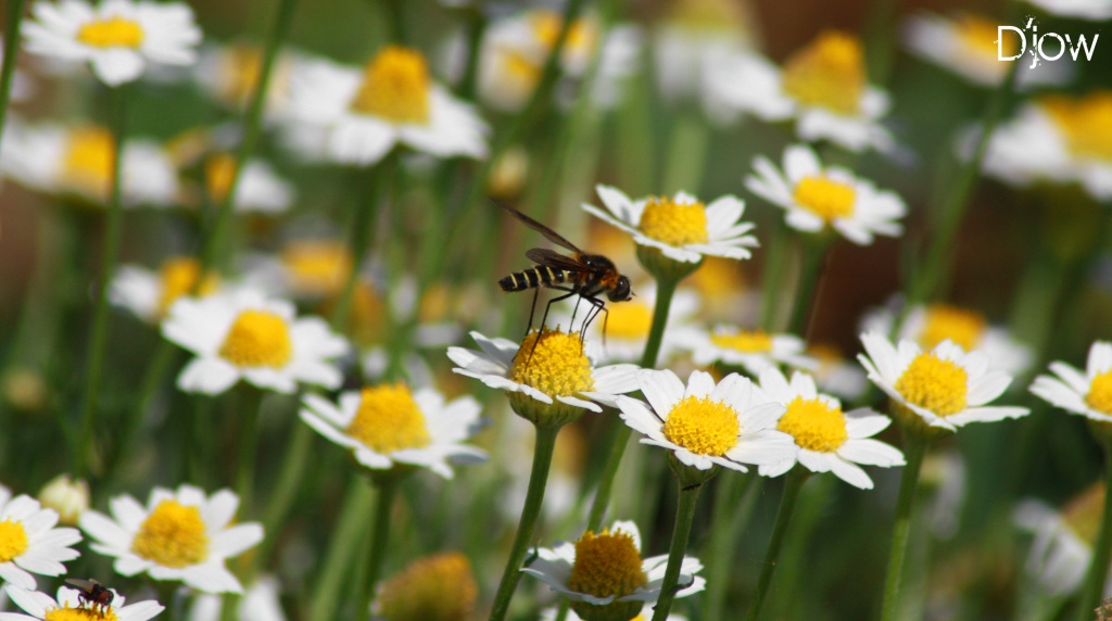 Le printemps