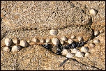 Coucouuuuu &#33;-coquillage000.jpg