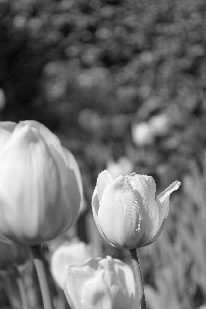 Fleurs