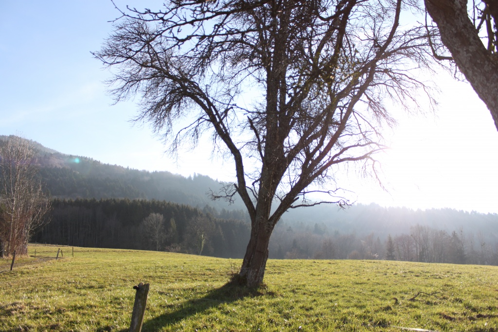 Un arbre