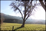 Un arbre