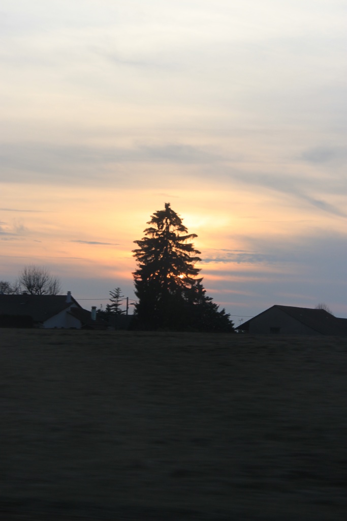 Soleil + Arbre !