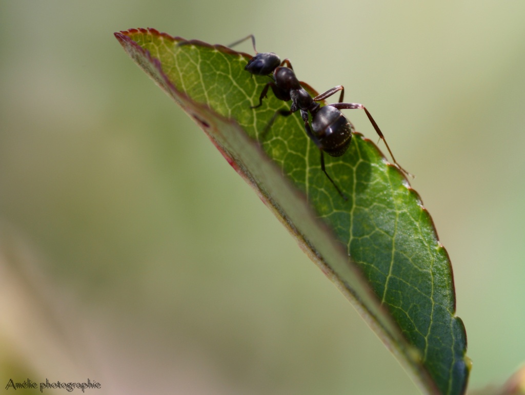 Et un de plus...-img_9718.jpg