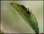 Et un de plus...-img_9718.jpg