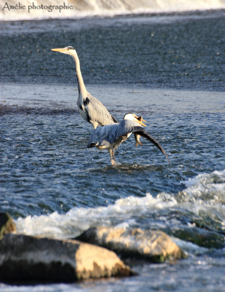 Et un de plus...-img_9932.jpg