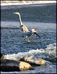 Et un de plus...-img_9932.jpg