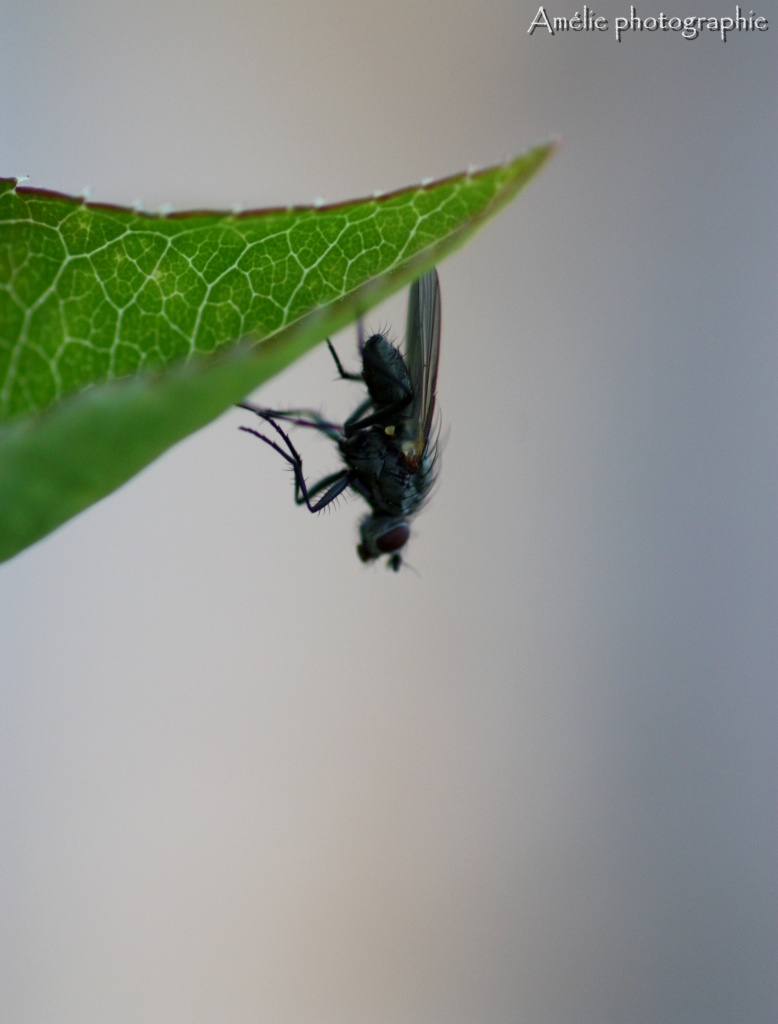 Et un de plus...-img_0197.jpg