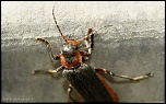 Et un de plus...-img_0791.jpg