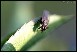 Et un de plus...-img_0189.jpg