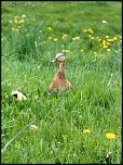Et un de plus...-img_8728.jpg