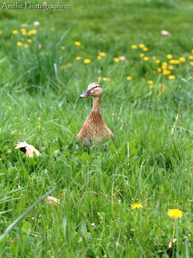 Et un de plus...-img_8728.jpg