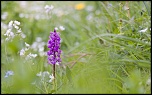 Flore