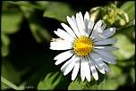 -img_9327.jpg
