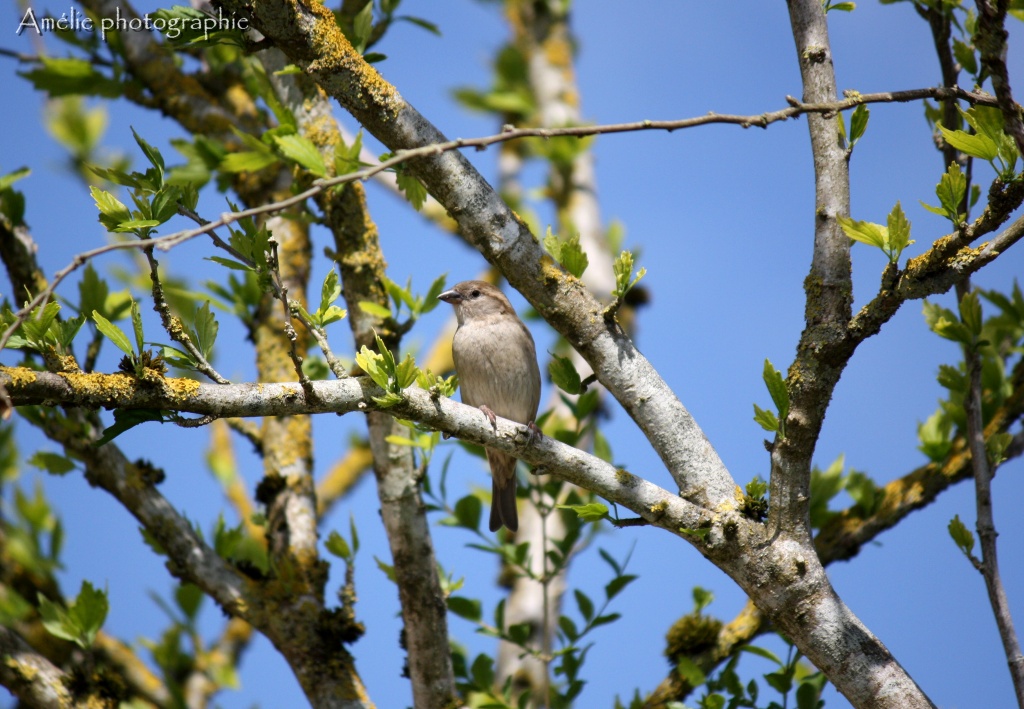 Et un de plus...-img_1004.jpg