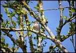 Et un de plus...-img_1004.jpg