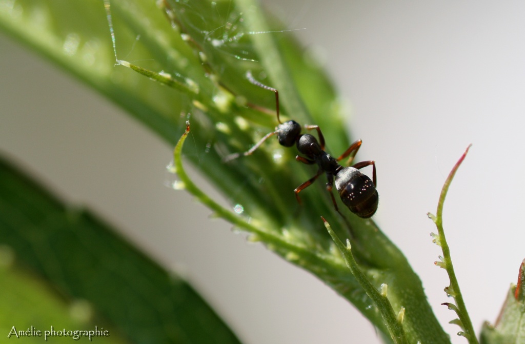 Et un de plus...-img_0976.jpg