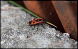Et un de plus...-img_1030.jpg