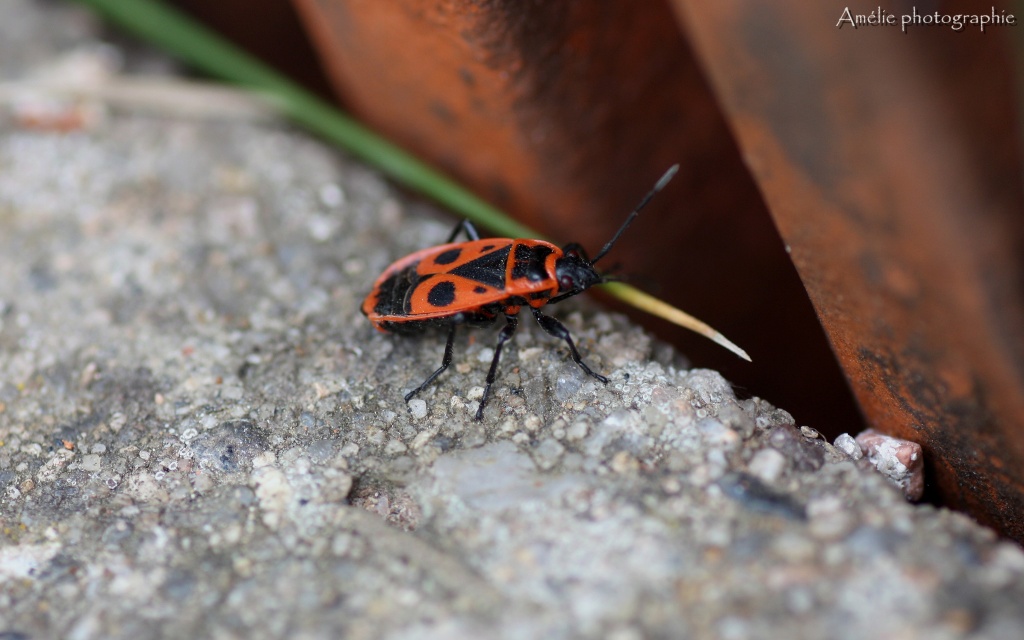 Et un de plus...-img_1030.jpg