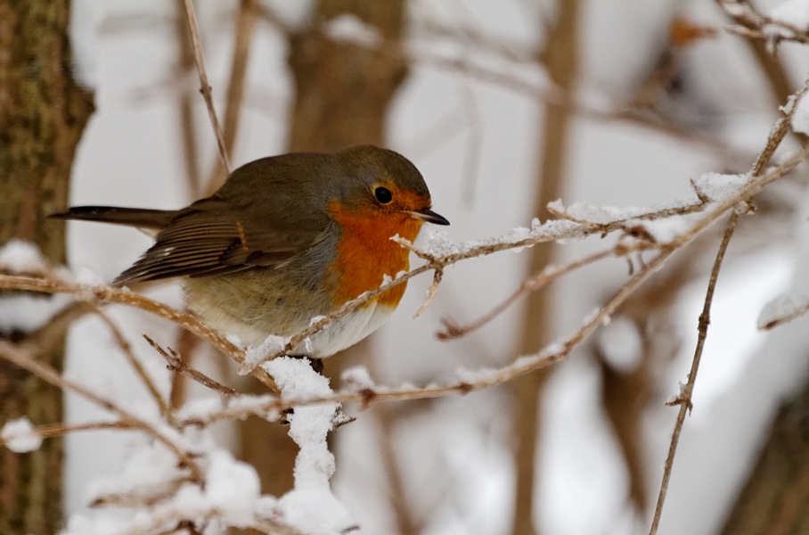 -oiseau-rouge-gorge-a11-271210.jpg