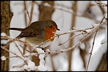 -oiseau-rouge-gorge-a11-271210.jpg