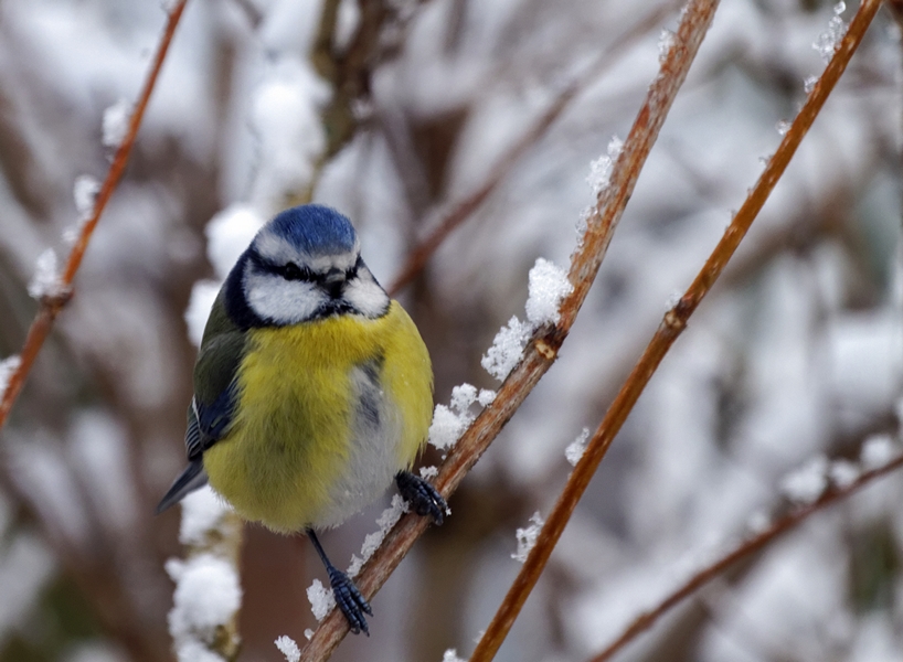 -oiseaux-g-mesange-bleue.jpg