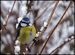 -oiseaux-g-mesange-bleue.jpg