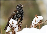 -oiseaux-d12-sansonnet-a4-291210.jpg