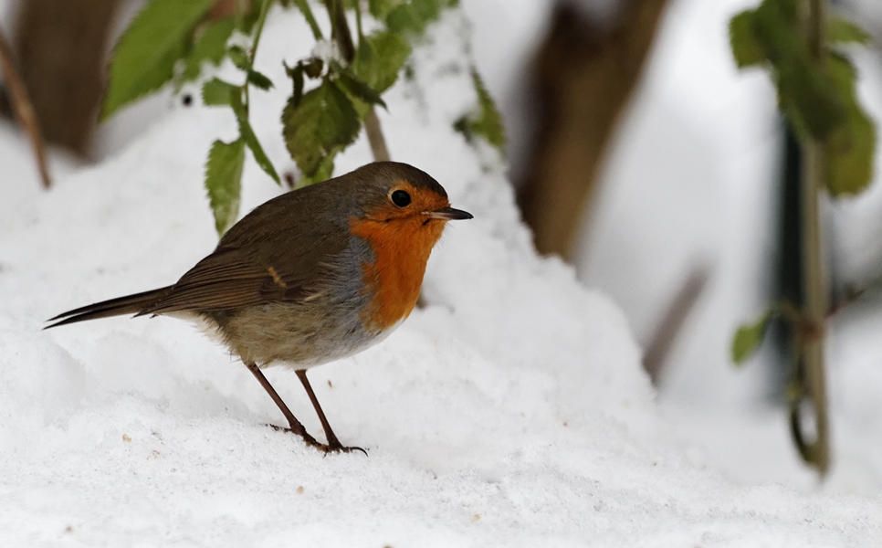 -oiseaux-d8-rouge-gorge-a2-291210.jpg