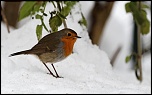 -oiseaux-d8-rouge-gorge-a2-291210.jpg