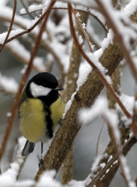 -oiseaux-i-mesange-charbonniere.jpg