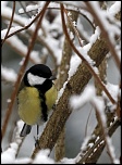 -oiseaux-i-mesange-charbonniere.jpg