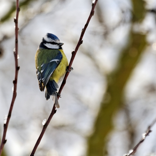-oiseau-a09-mesange-bleue-281210.jpg