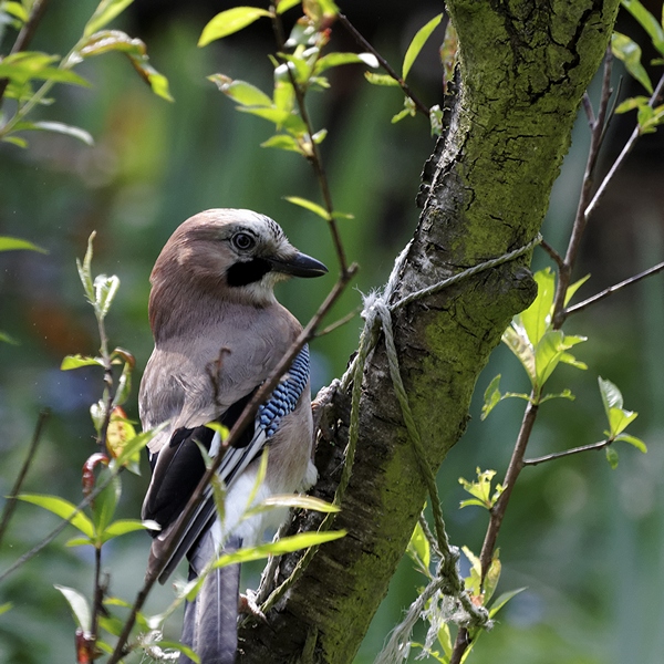 -oiseau-geai-des-chenes-02.jpg