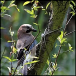 -oiseau-geai-des-chenes-02.jpg