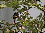 -macro-bourdon-b-16avril11.jpg