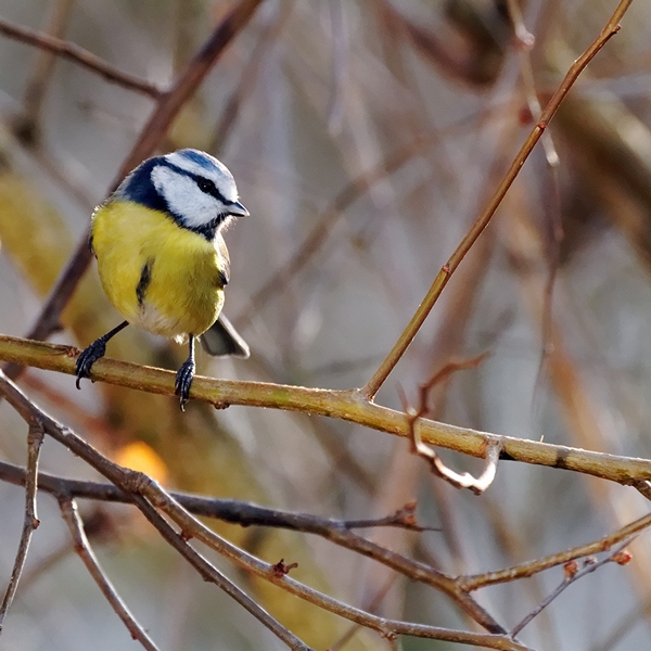 -oiseau-f1-mesange-bleue-f3-110111.jpg