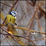 -oiseau-f1-mesange-bleue-f3-110111.jpg